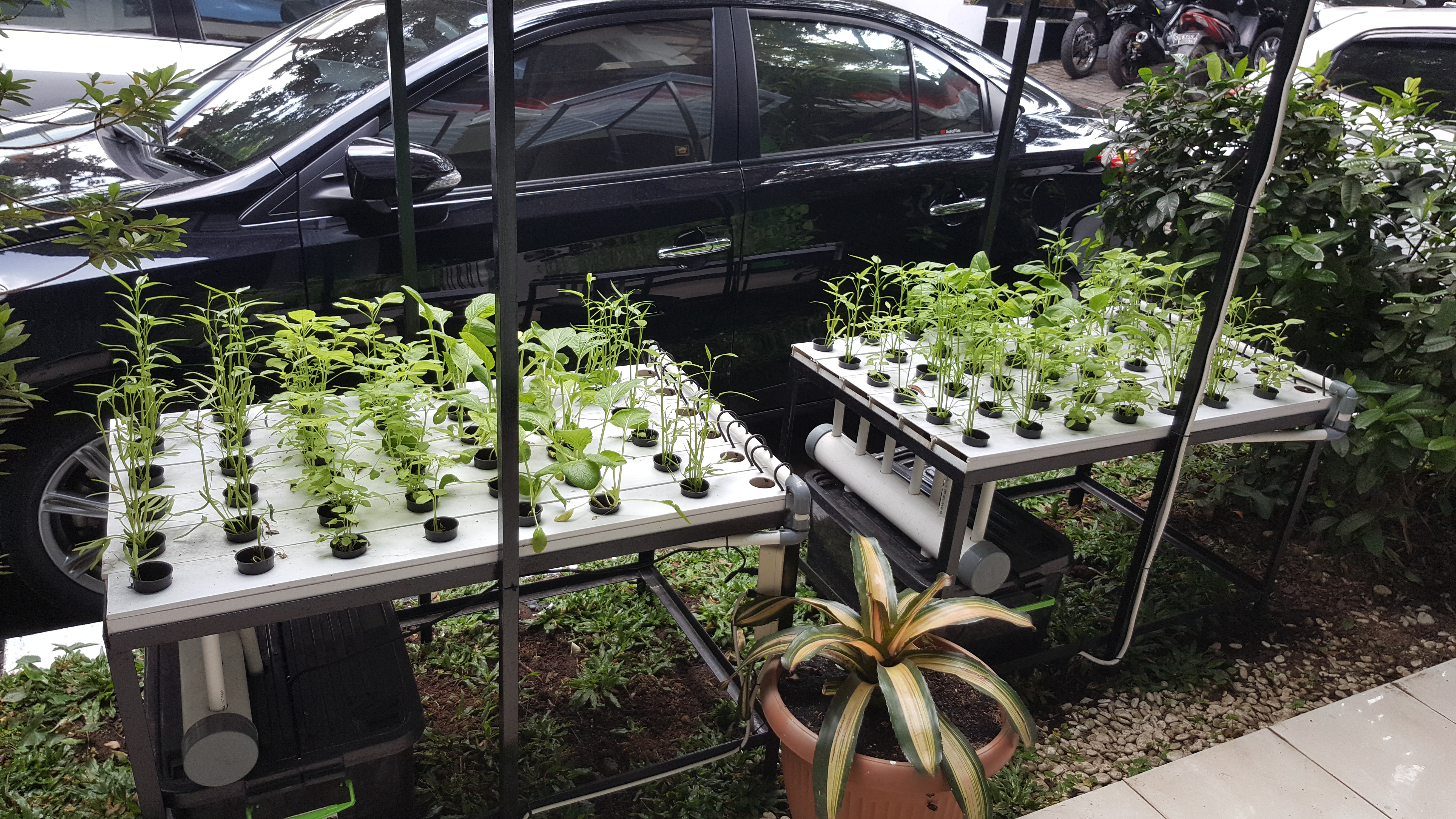 media edukasi urban farming.jpg